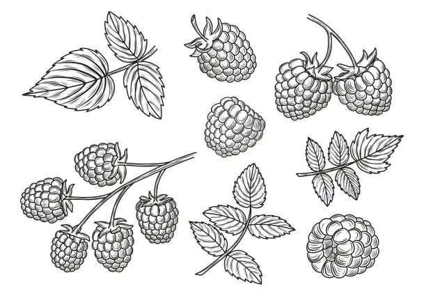 Vector illustration of Raspberry vector drawing set. Isolated berry branch and leaves sketches.