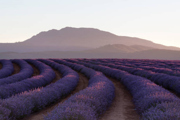 istock Bridestowe Lavender Farm, Tasmania 1126658307