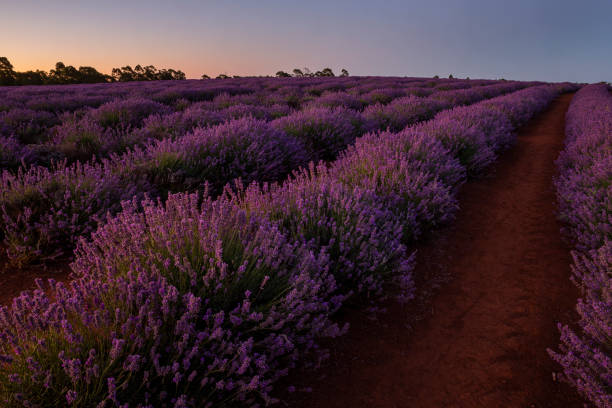 istock Bridestowe Lavender Farm, Tasmania 1126658923