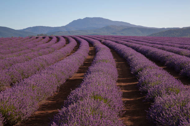 istock Bridestowe Lavender Farm, Tasmania 1126659832