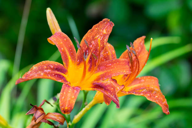 istock orange flower and water drops 1126660525