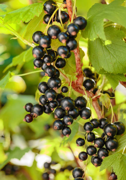 istock Blackcurrants on the bush branch. 1126661171