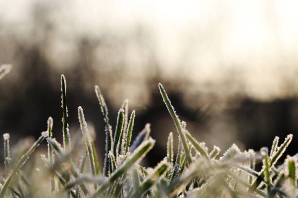istock A grass covered hoarfrost in morning light with blurred background creating peaceful atmosphere. Shadows and highlights, contrast between dark and light 1126661338