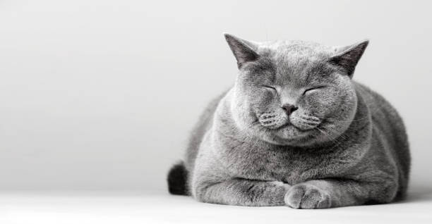 바닥에 누워 졸린 웃는 고양이. - cute kitten pics 뉴스 사진 이미지