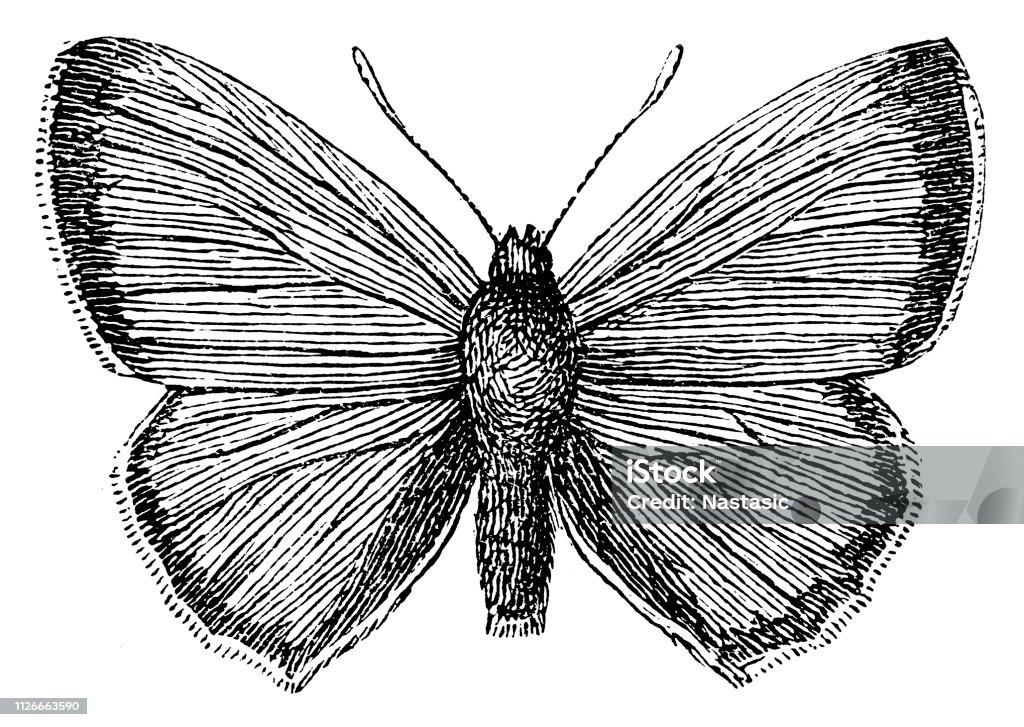 The scarce copper females (Lycaena virgaureae) is a butterfly of the family Lycaenidae (copper or gossamer-winged butterflies) Illustration of the scarce copper females (Lycaena virgaureae) is a butterfly of the family Lycaenidae (copper or gossamer-winged butterflies) Moth stock illustration