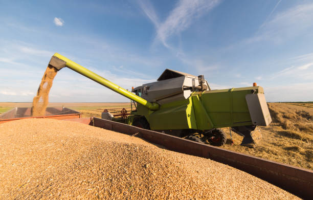 istock Pouring wheat grain into tractor trailer after harvest in summer 1126663887