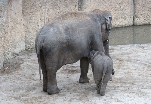 Baby elephant nursing milk from mother, growing big