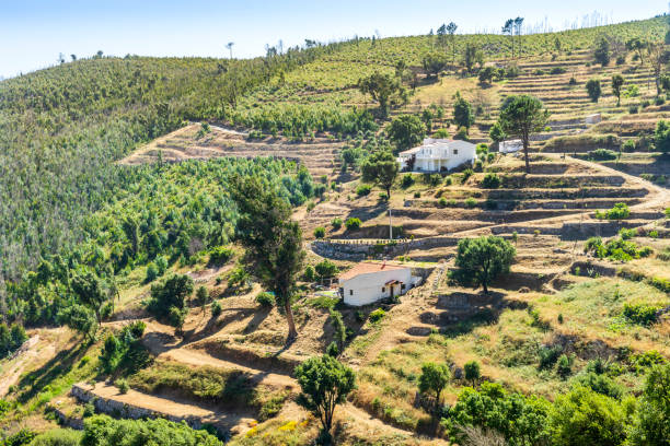 Beautiful terraced slopes in Monchique, Algarve, Portugal Beautiful landscape of terraced slopes in Sierra da Monchique, Algarve, Portugal sierra stock pictures, royalty-free photos & images