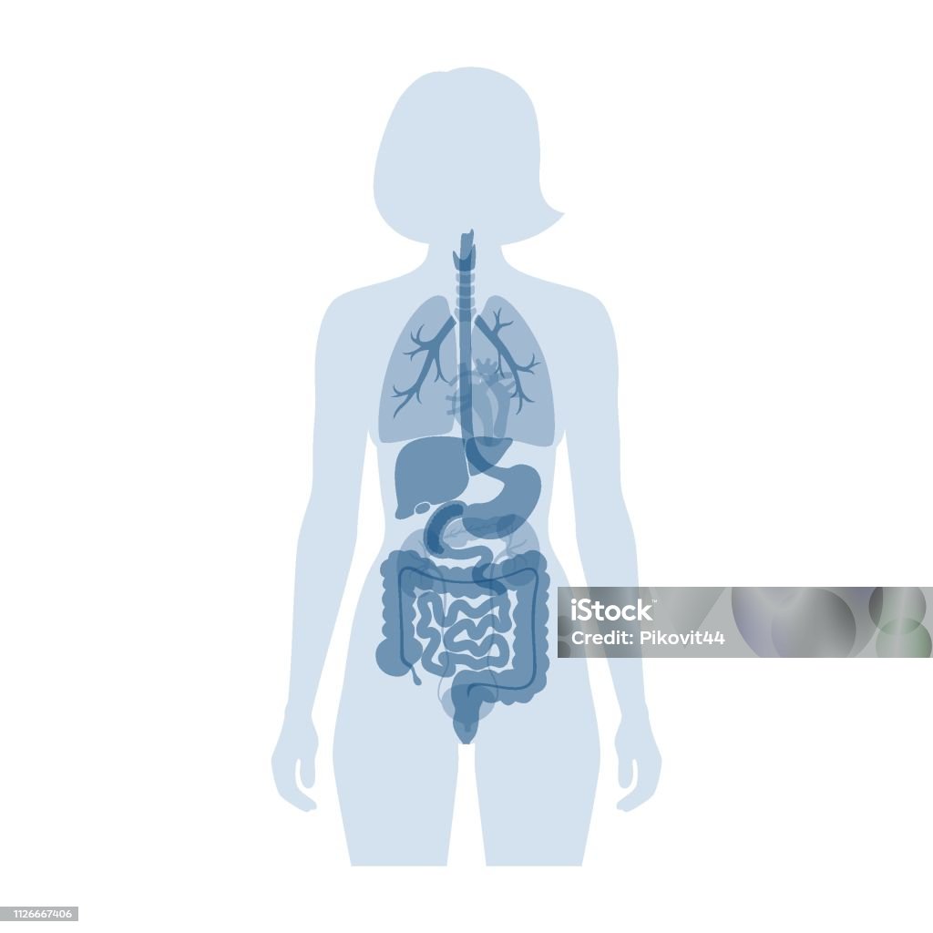 Ihmisen sisäelimet - Rojaltivapaa avainsanalla Ihmisruumis ja tyyppiä kuvapankin vektori Ihmisen sisäelimet - Rojaltivapaa avainsanalla Ihmisruumis ja tyyppiä kuvapankin vektori