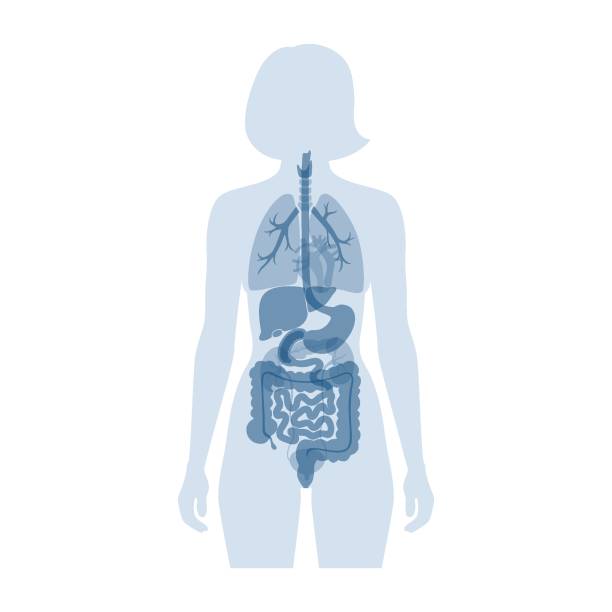 인간의 내부 장기 - human lung stock illustrations