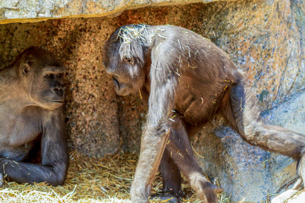 горилла - gorilla west monkey wildlife стоковые фото и изображения
