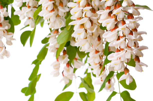 istock Branch Blossoming white acacia isolated 1126669462