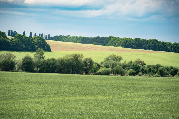 istock Idyllic landscape of a wheat field with a blue cloudy sky 1126669525