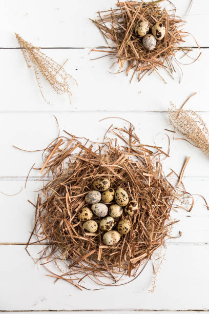 istock Overhead view of fresh quail eggs on white wooden surface 1126669659