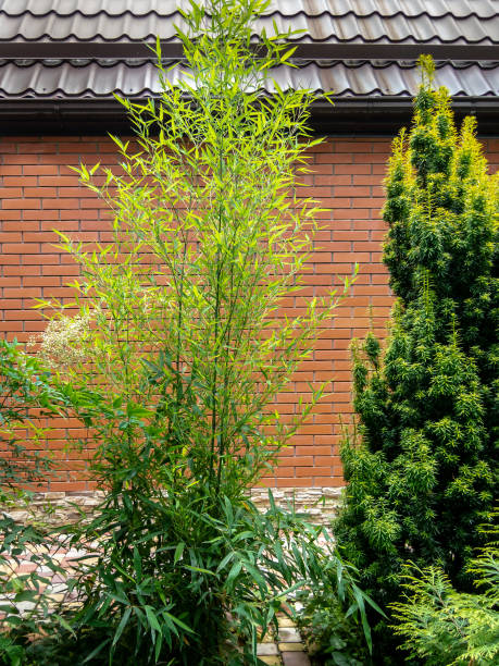 Evergreens are graceful green bamboo Phyllostachys aureosulcata and yew Taxus baccata Fastigiata Aurea on a brick wall background with a metal brown roof Evergreens are graceful green bamboo Phyllostachys aureosulcata and yew Taxus baccata Fastigiata Aurea on a brick wall background with a metal brown roof. taxus baccata fastigiata stock pictures, royalty-free photos & images