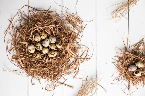 istock Overhead view of fresh quail eggs on white wooden surface 1126670980