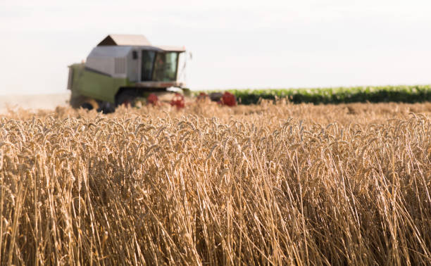 istock Harvesting of wheat fields with combine 1126672150