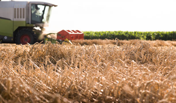 istock Harvesting of wheat fields with combine 1126672169