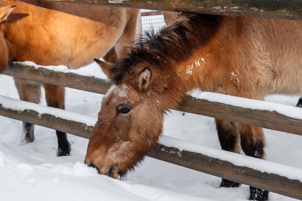 beautiful Equus przewalskii caballus on a snowy road