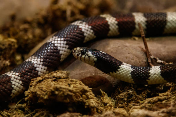 istock snake lampropeltis getula californiae 1126672702