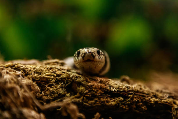 istock snake lampropeltis getula californiae 1126673176
