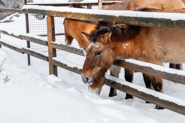 istock beautiful Equus przewalskii caballus on a snowy road 1126673244