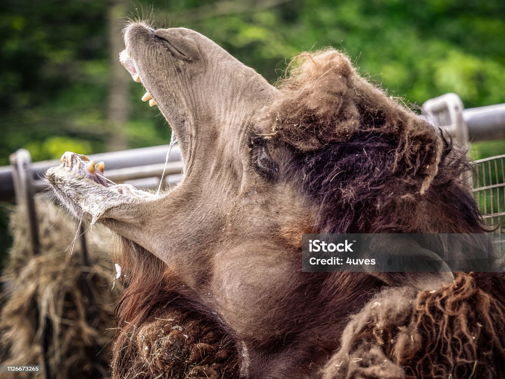 Camels And Dromedaries Stock Photo - Download Image Now - Adventure,  Africa, Animal - iStock