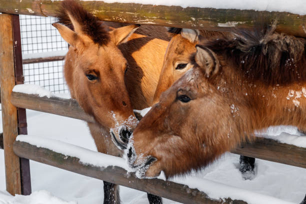 istock beautiful Equus przewalskii caballus on a snowy road 1126673789