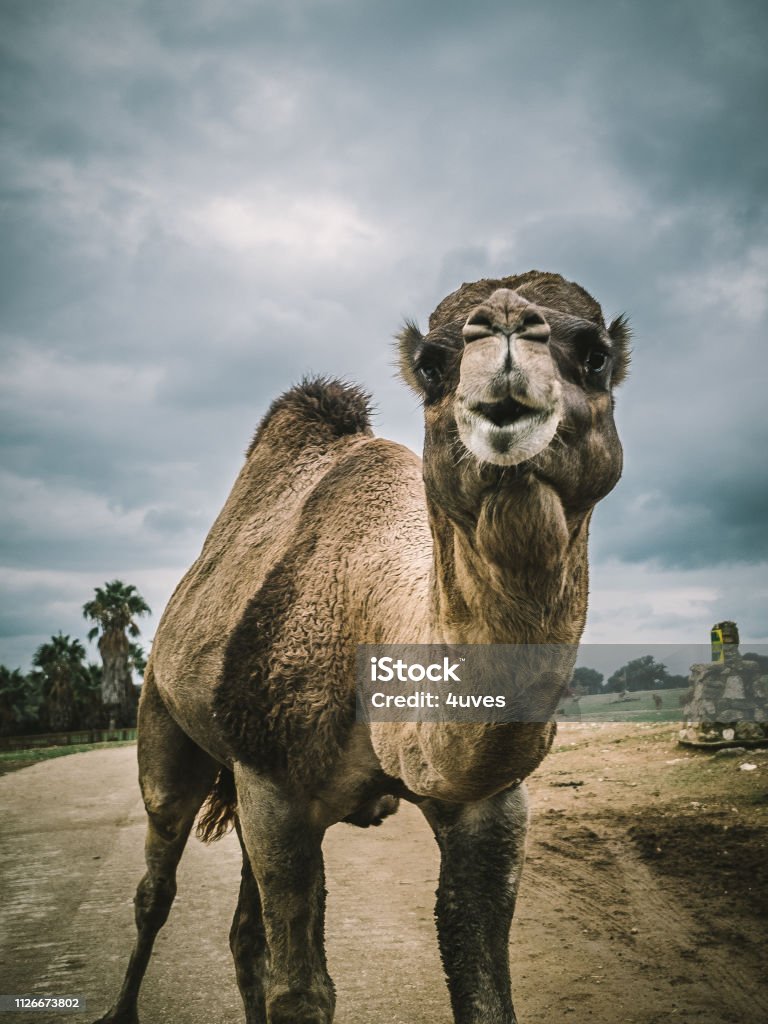 Camels And Dromedaries Stock Photo - Download Image Now - Adventure,  Africa, Animal - iStock