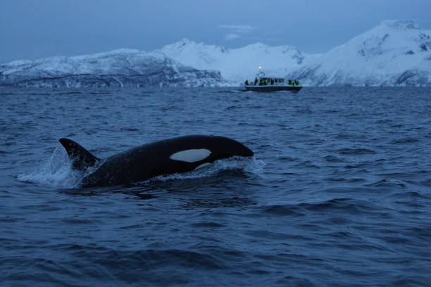 istock orca or killer whale, Orcinus orca, off Skjervoy, Norway, Atlantic Ocean 1126673832