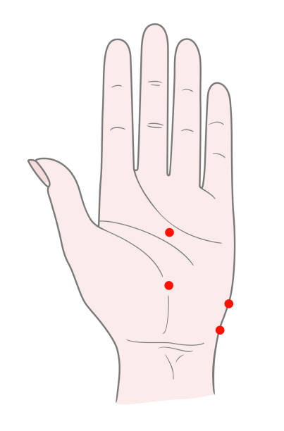 illustrazioni stock, clip art, cartoni animati e icone di tendenza di lato interno della mano sinistra della donna con punti per il massaggio dell'agopuntura. - traditional chinese medicine