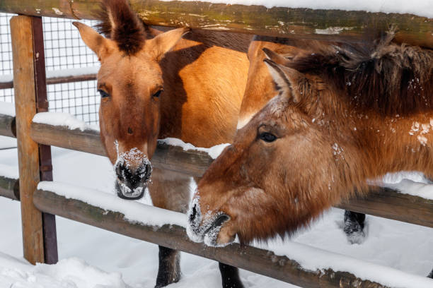istock beautiful Equus przewalskii caballus on a snowy road 1126674607