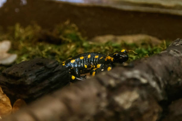 istock Beautiful lizard in the grass common fire salamander 1126674652