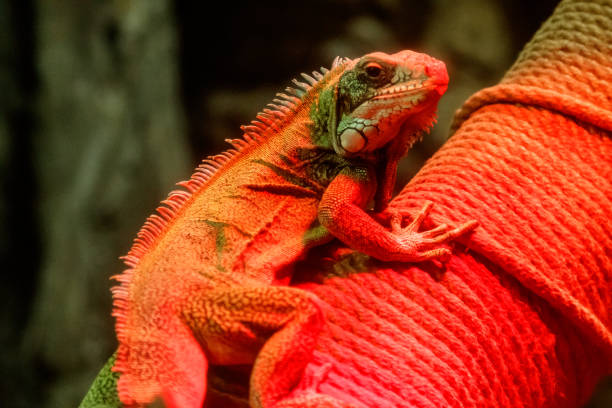 istock Beautiful iguana in red light sitting on a branch 1126674703