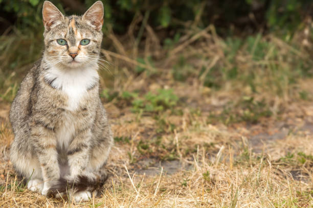 istock Tricolor cat with white bib looks curious 1126676278
