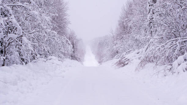 istock Winter road through the wild forest. 1126677041