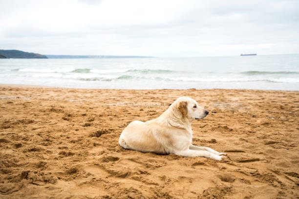 istock dog sitting on the beach 1126677166