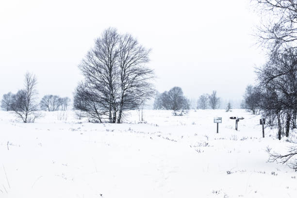White frost covering land and trees under the beautiful blue sky, wintertime in the mountains