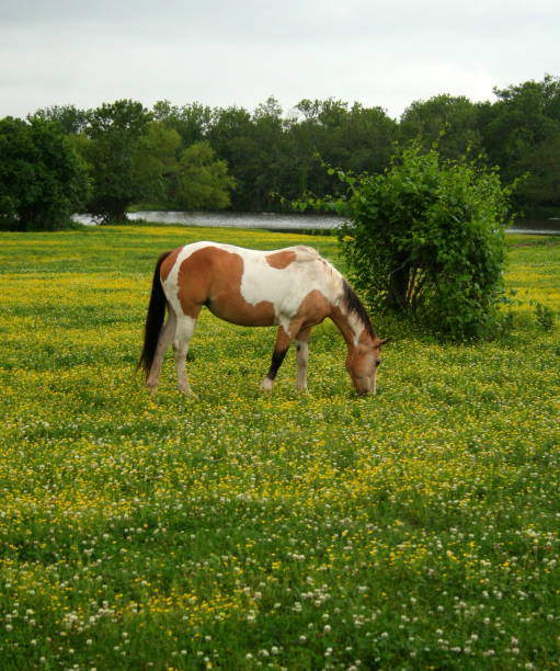 istock Grazing paint horse 1126678397