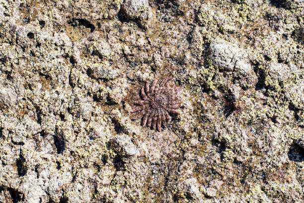 A close-up view directly above an orange colored starfish and a green sea urchin shell in bright sunlight on a dry sand beach.