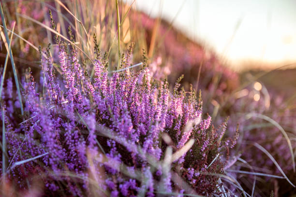 Colorful heather at sunset stock photo