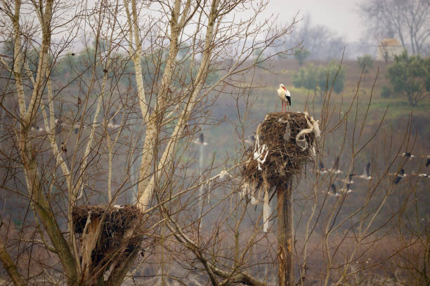 Storks in their nests in the Las Tablas de Daimiel National Park.