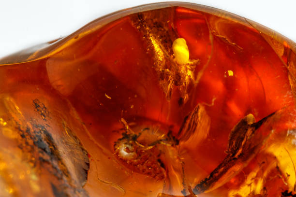 istock Macro Amber mineral stone with spider on white background 1126678837