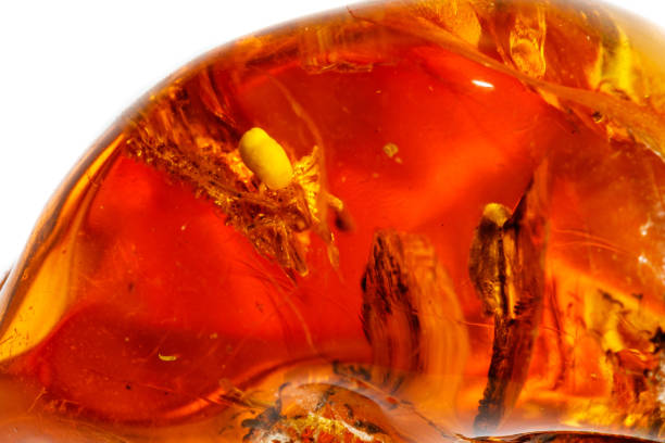 istock Macro Amber mineral stone with spider on white background 1126678890