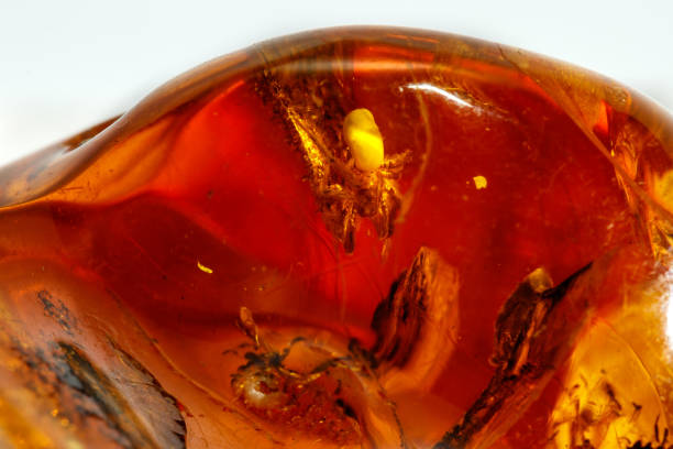 istock Macro Amber mineral stone with spider on white background 1126679107