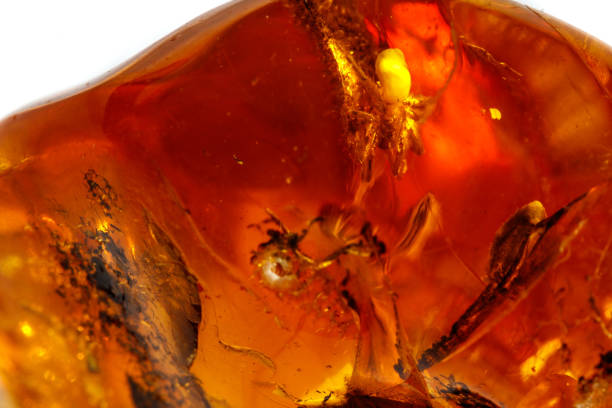 istock Macro Amber mineral stone with spider on white background 1126679120
