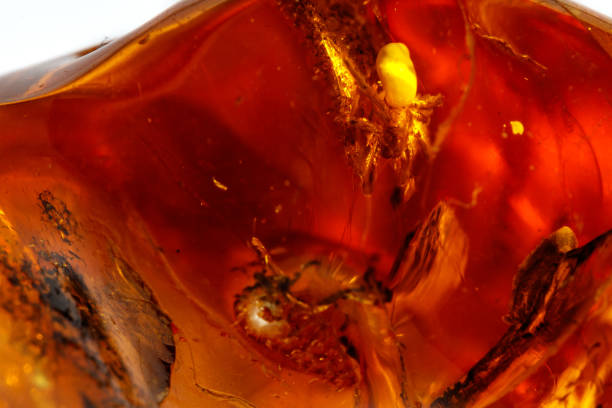 istock Macro Amber mineral stone with spider on white background 1126679152