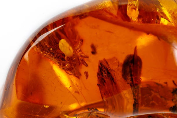 istock Macro Amber mineral stone with spider on white background 1126679811