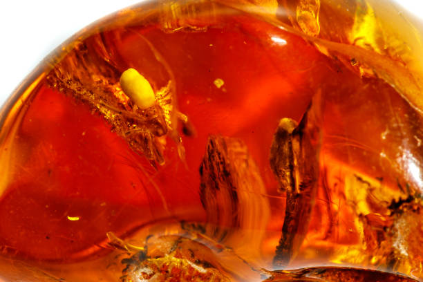 istock Macro Amber mineral stone with spider on white background 1126679915