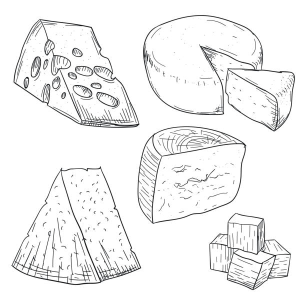 ilustrações de stock, clip art, desenhos animados e ícones de cheese collection doodle drawing on white background. hand drawing cheese types. fresh dairy and milk food. healthy nutrition and diet. organic milk butter. stylish sketch design - parmesan cheese